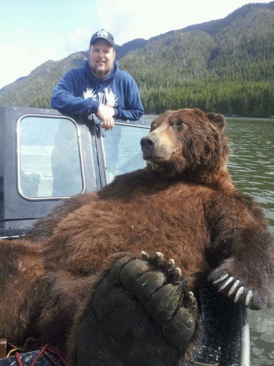 Бурый медведь Кадьяк