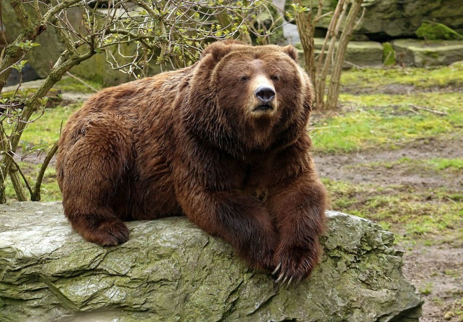 Северная Америка медведь Гризли