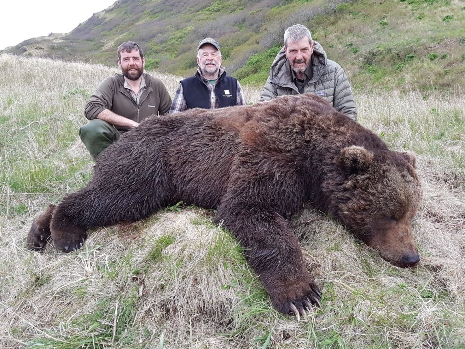 Бурый медведь (Ursus arctos)