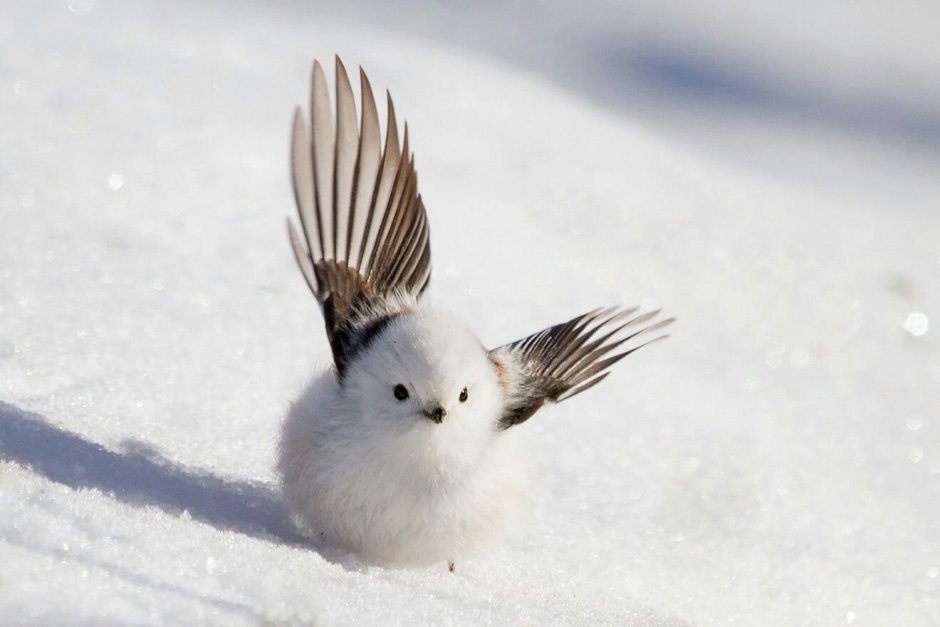 Синичка ополовник