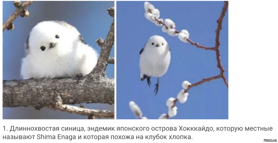 Шима-энага японская синица