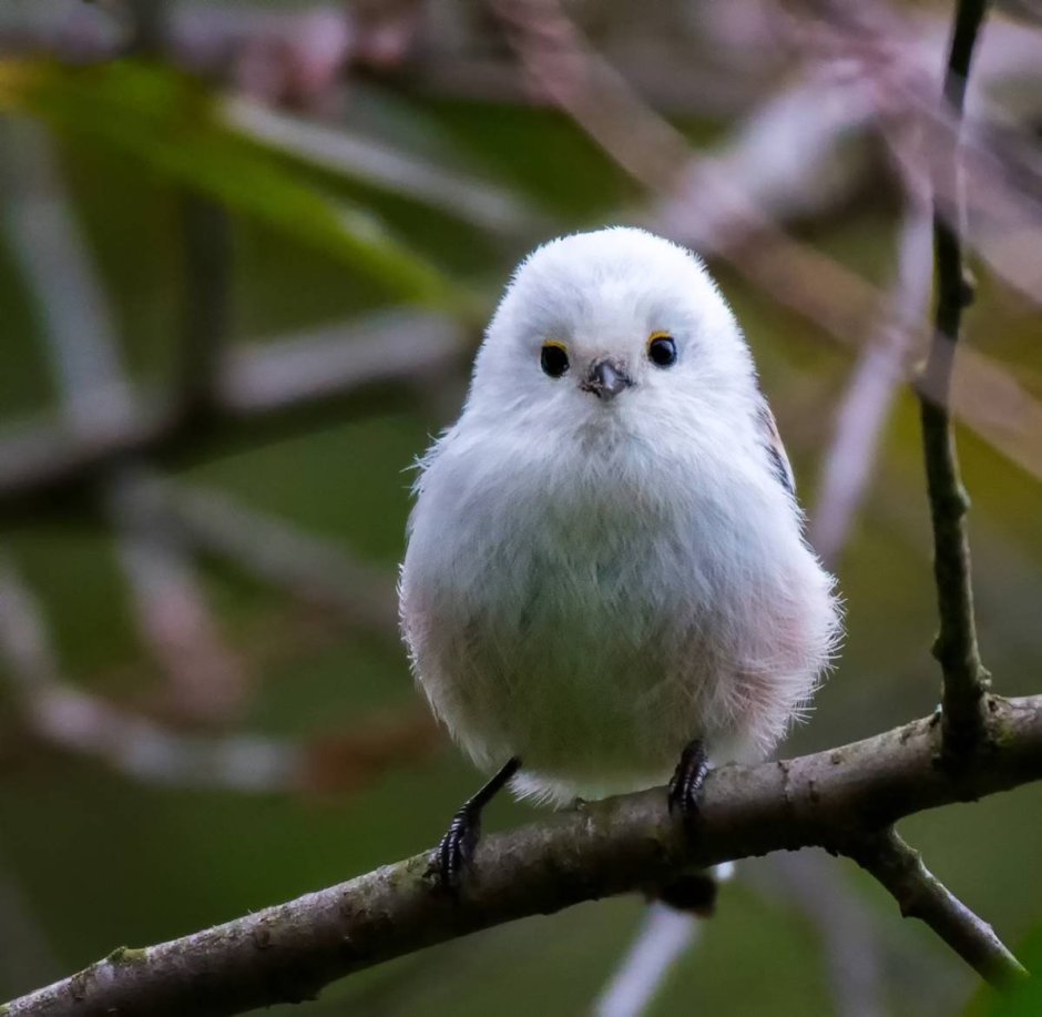 Very Round Bird