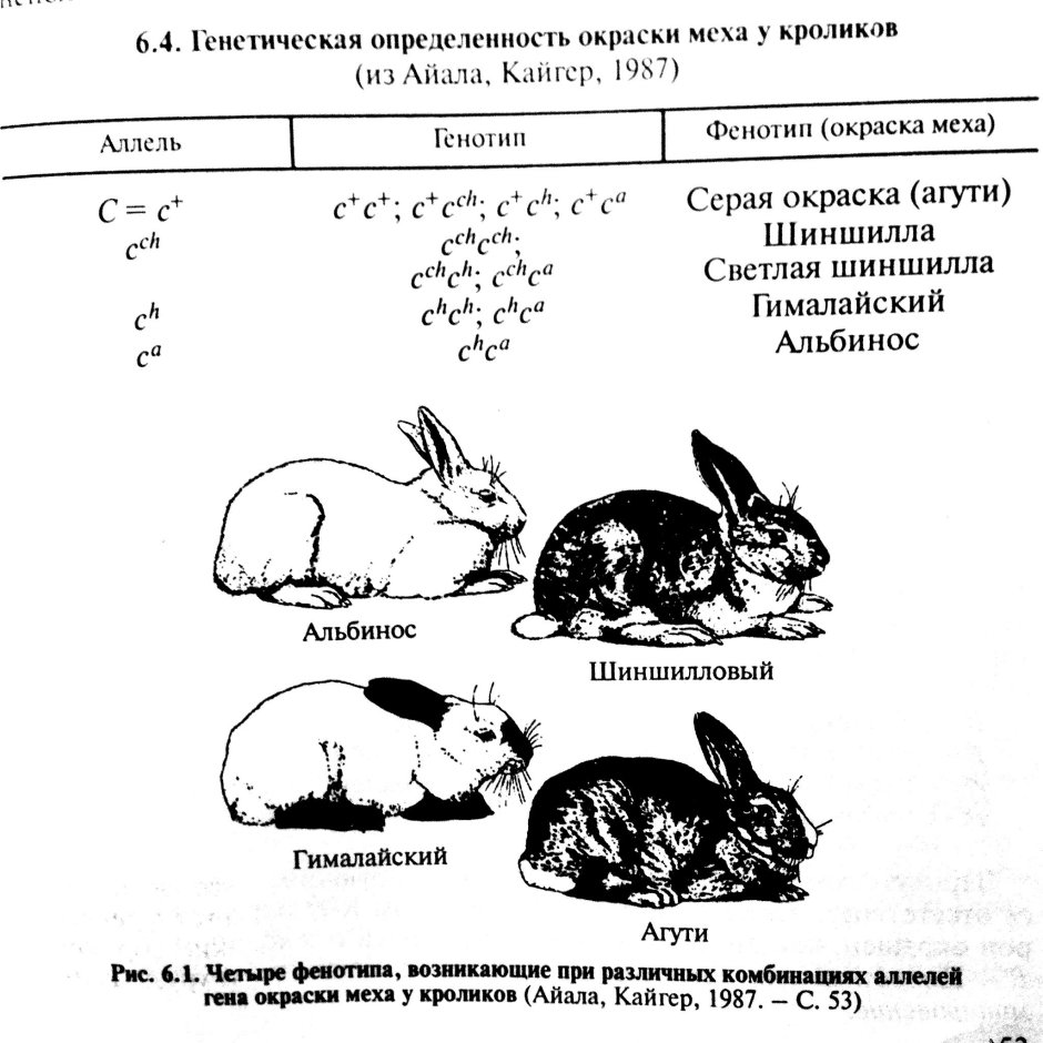 Голубой агути кролик
