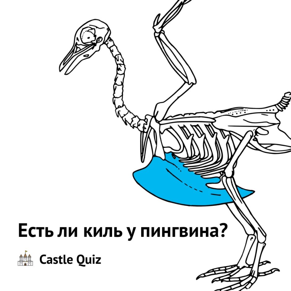 Киль у пингвинов