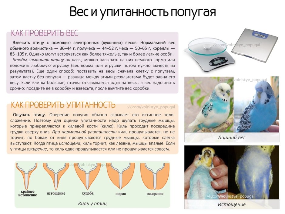 Рамфоринх скелет