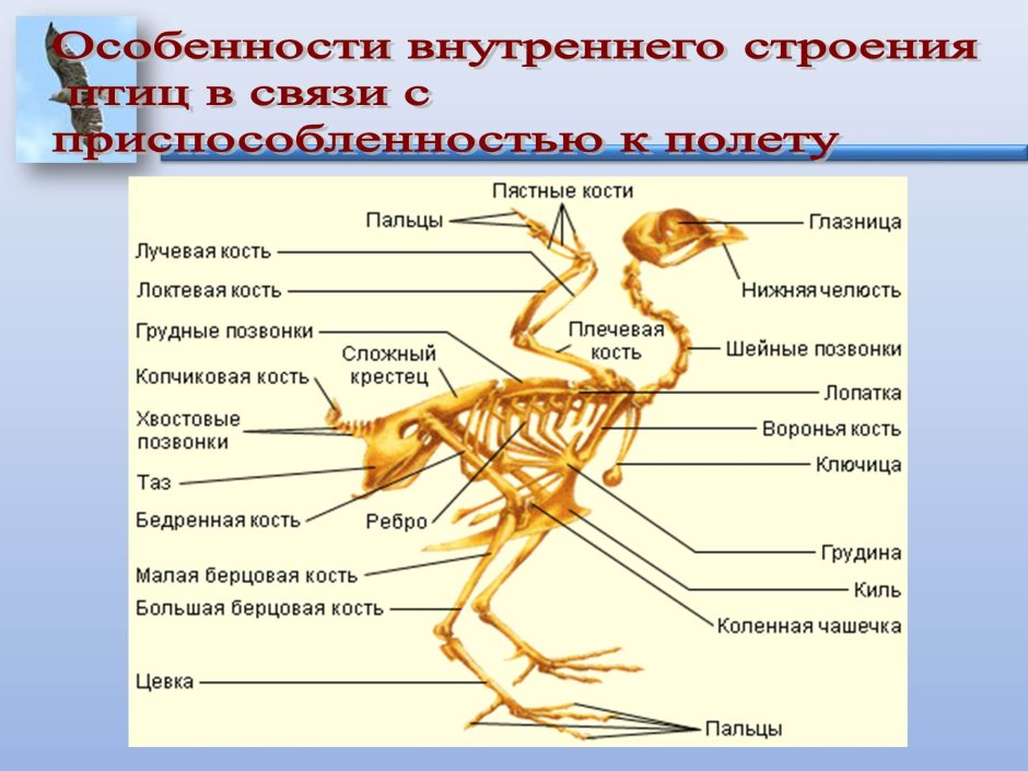 Внутренне строение птиц скелет