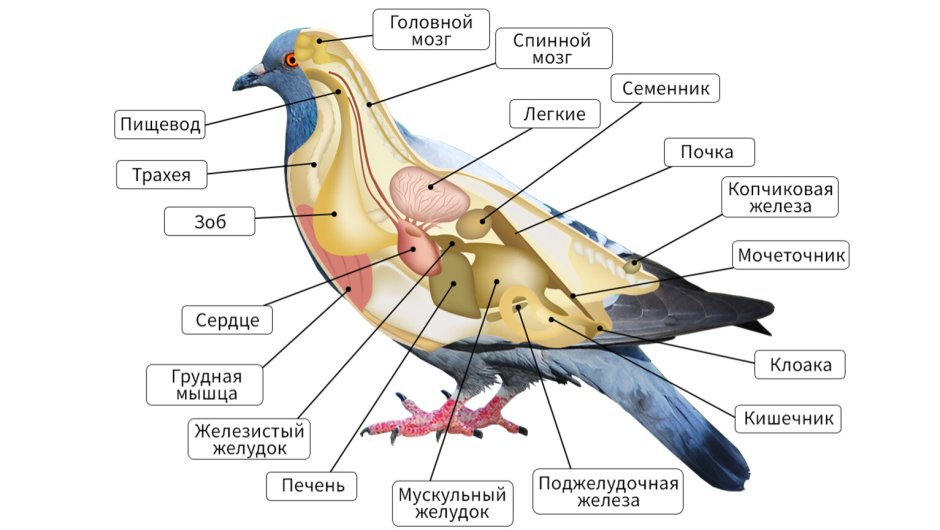 Внутреннее строение сизого голубя