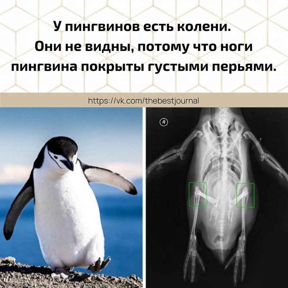 Мышечная система птиц