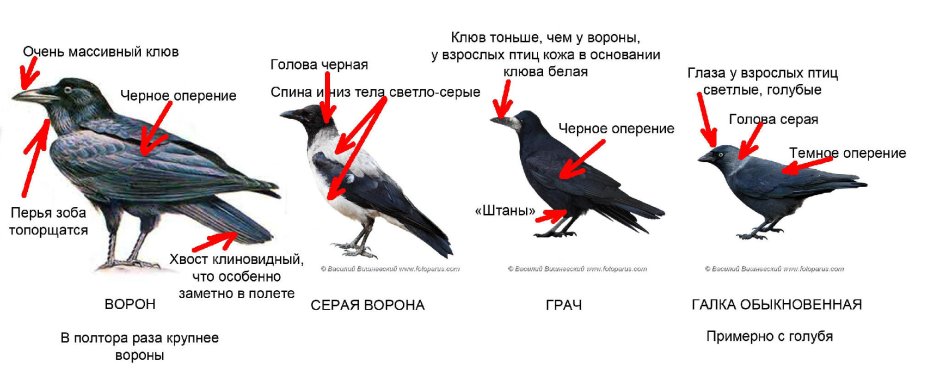Эволюционное Древо динозавров