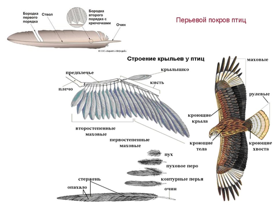 Галка ворона Грач отличия
