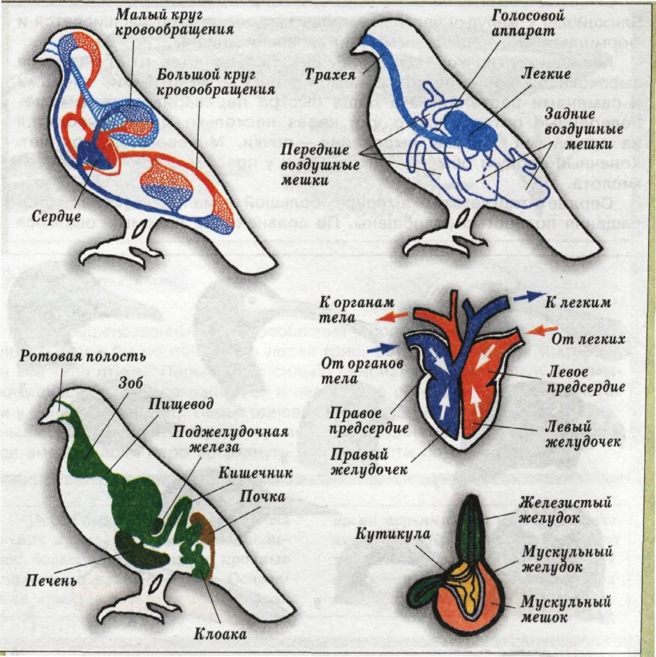 Строение курицы внутренние органы
