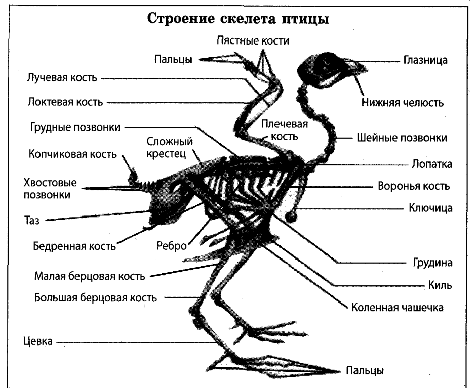 Скелет летающей птицы
