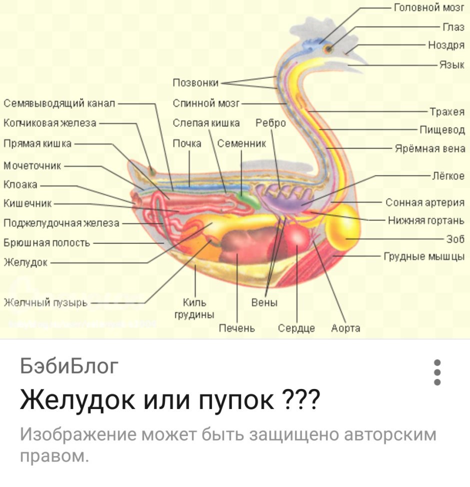 Мышечное строение птицы