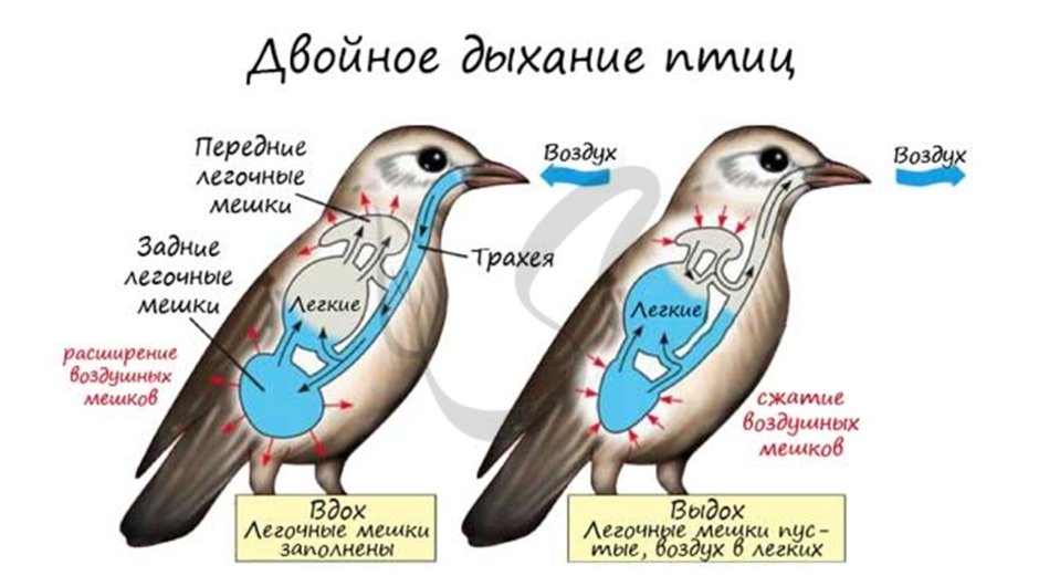 Крыло птицы строение