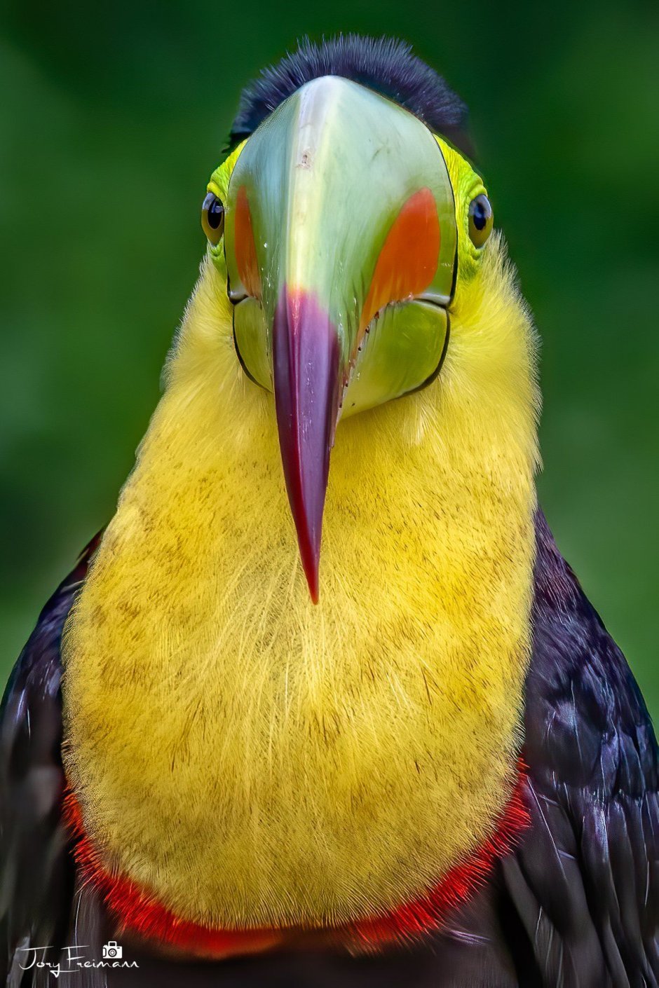 Keel-billed Toucan