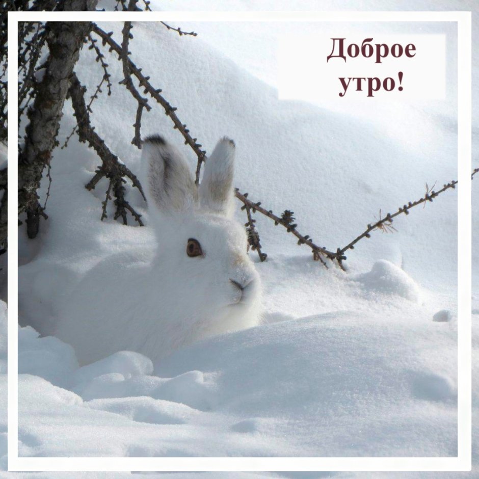 Заяц Беляк Нора