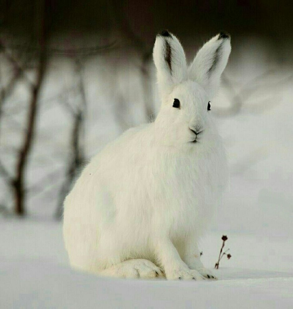 Заяц Беляк с зайчатами