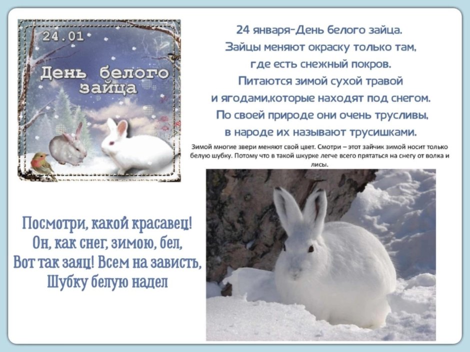 Ватсап зима и белый заяц