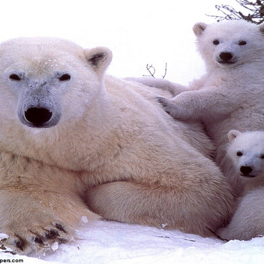 Рыжий медведь Гризли