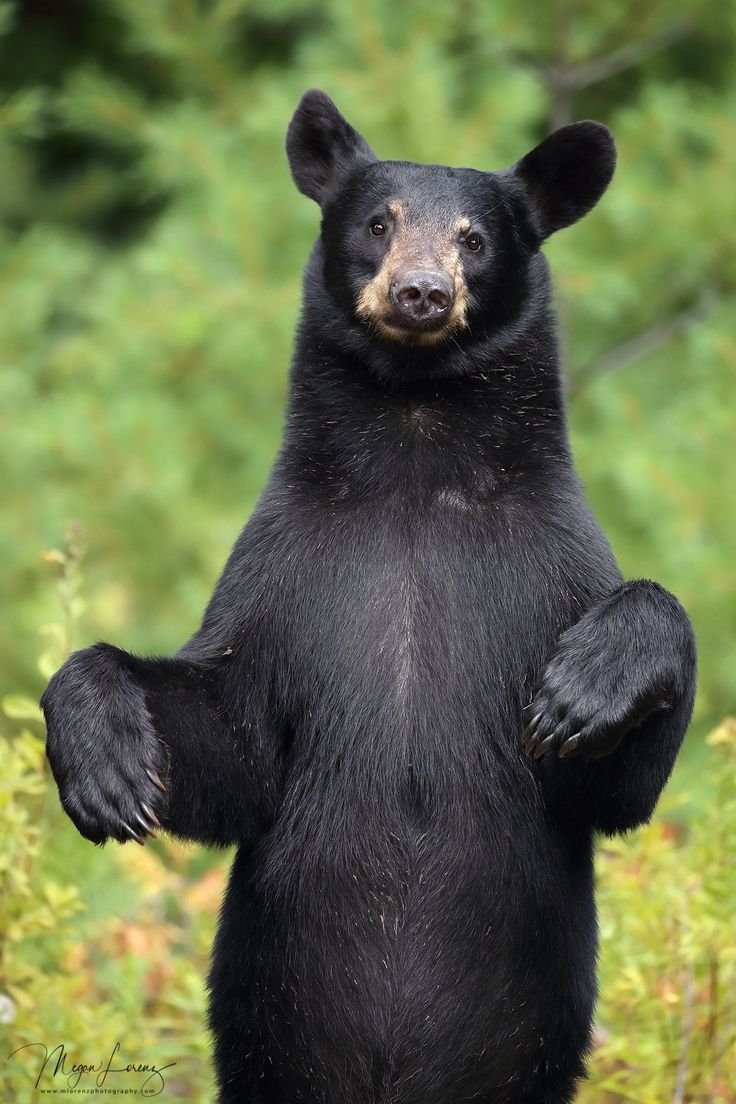 День медведя плакат