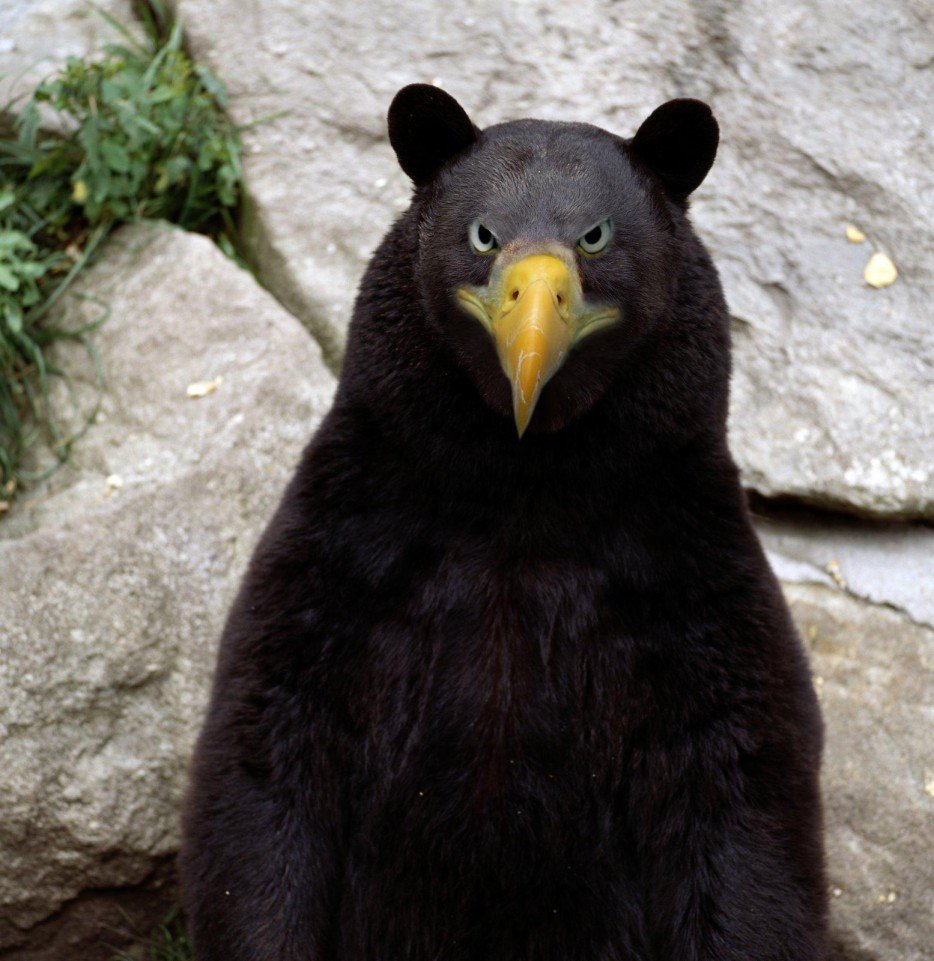 Очковый медведь в Анды