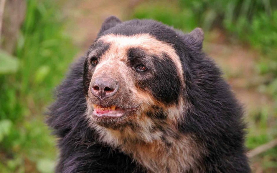 Очковый медведь Южной Америки