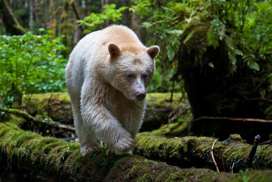 Реликтовый очковый медведь