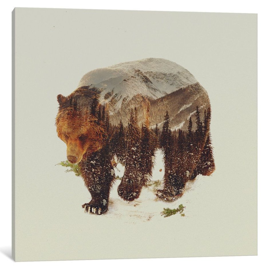 Барибал медведь