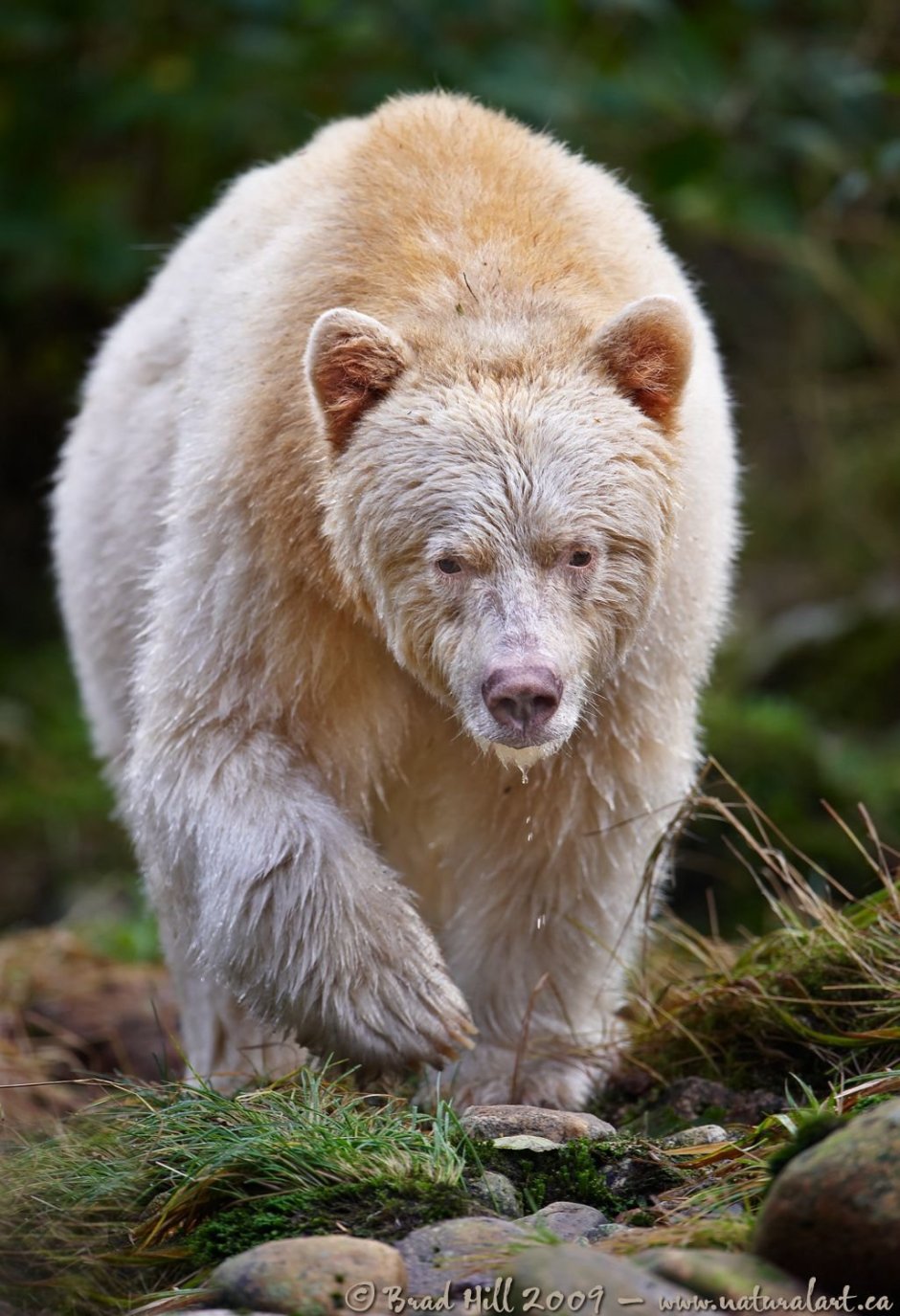 Рацион бурого медведя