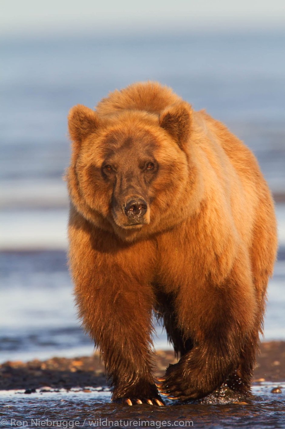 Беар медведь концепт арт