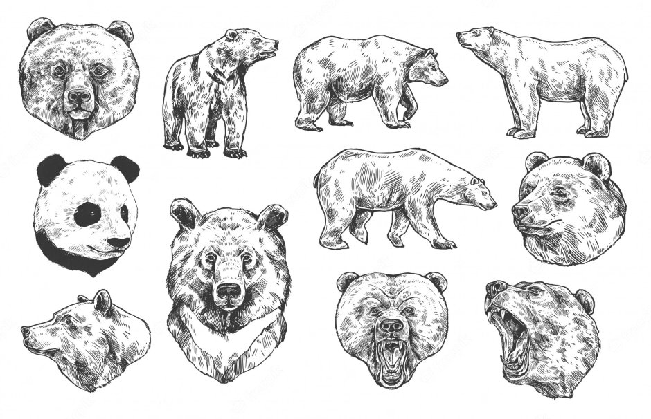 Гризли и бурый медведь отличия