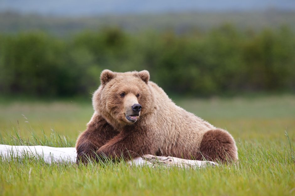 Медведи Гризли Калифорния