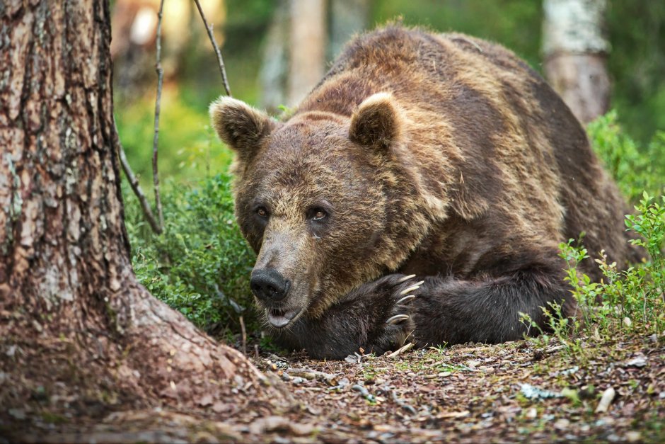 Лунный медведь