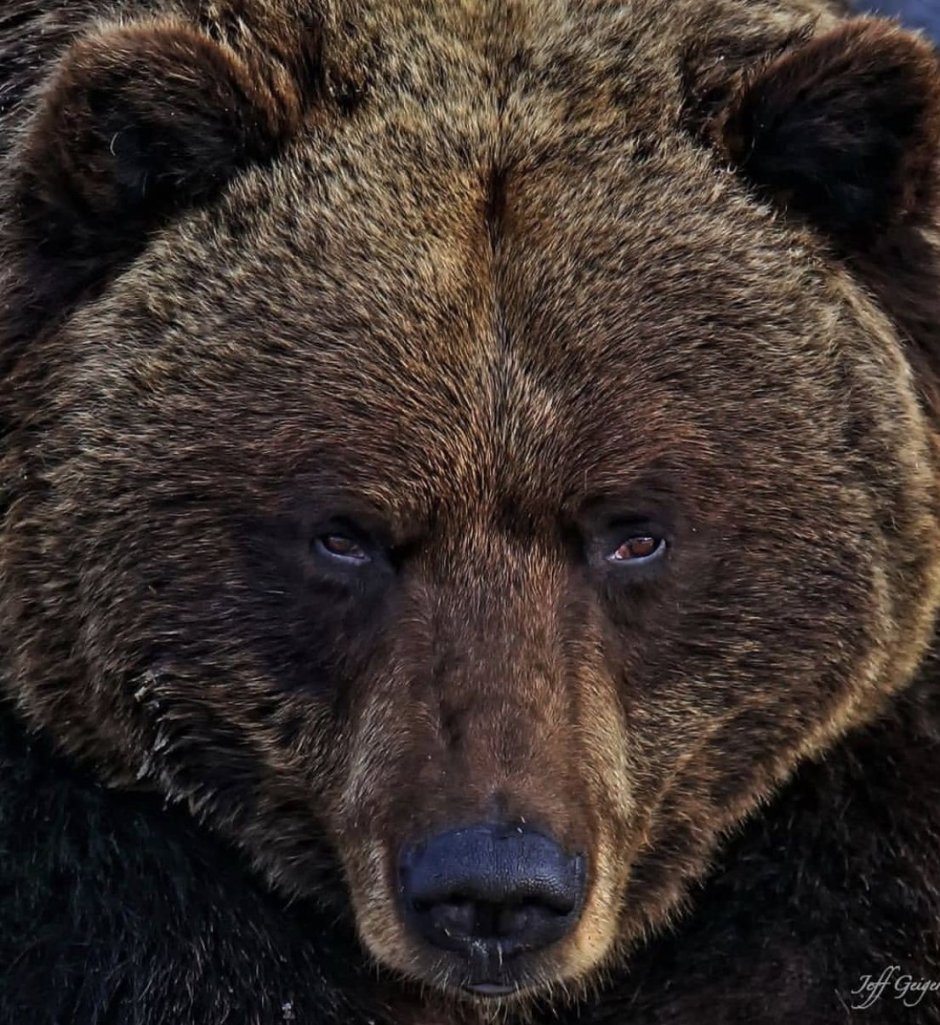 Рост и Размеры бурого медведя