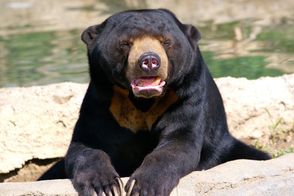 Малайский медведь бируанг