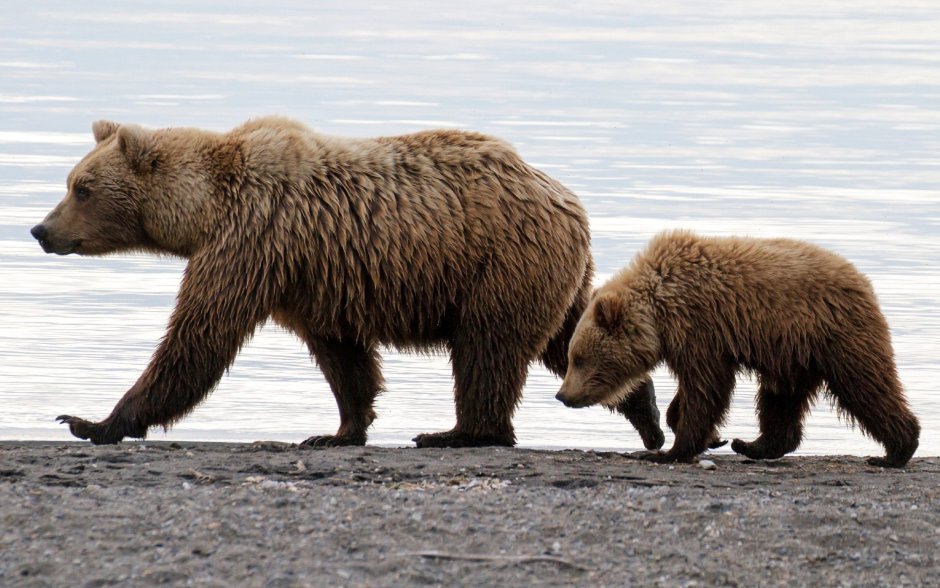 Медведь медитирует