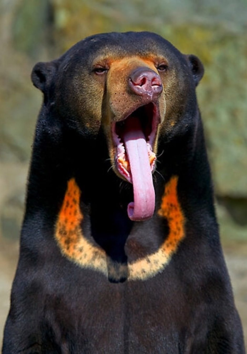 Гризли североамериканский бурый медведь