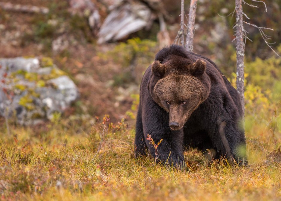 Черный Гималайский медведь