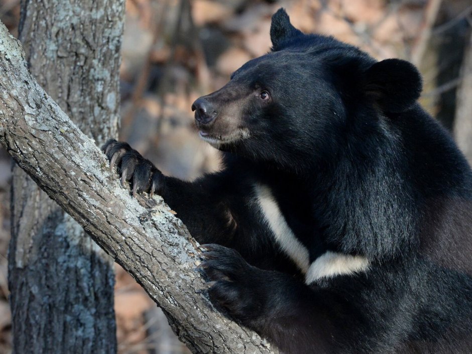 Медвежонок коричневый живой