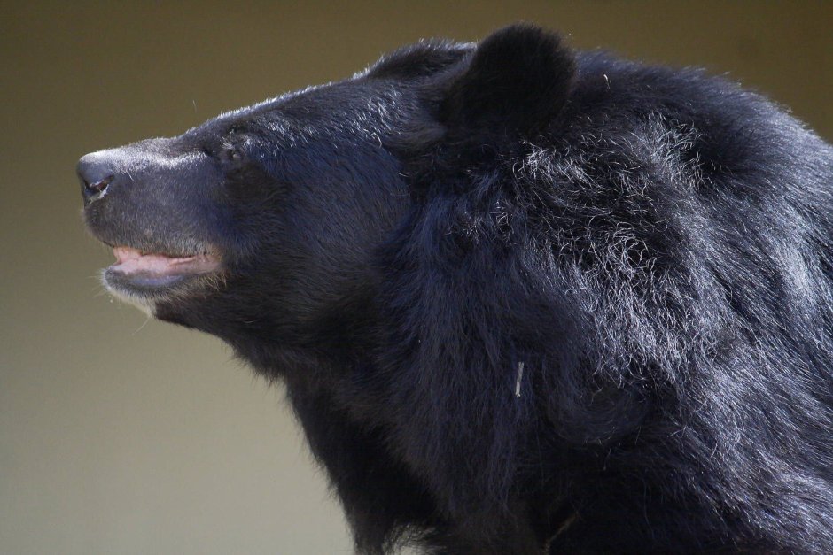 Северная Америка медведь Гризли