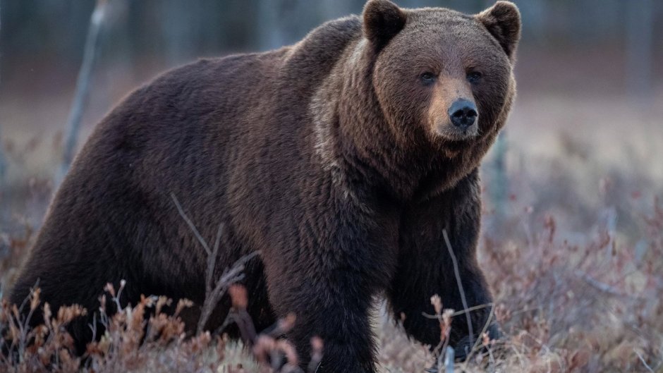 Американский черный медведь мультфильмы