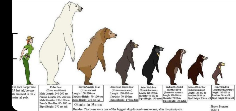 Медведь губач