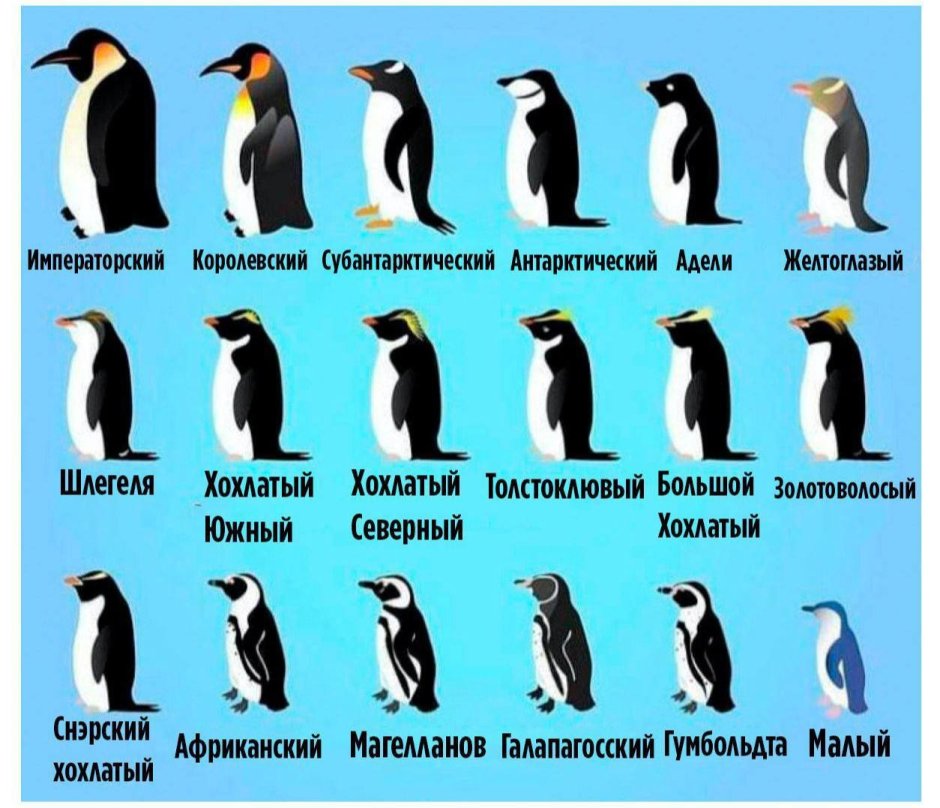 Типы пингвинов