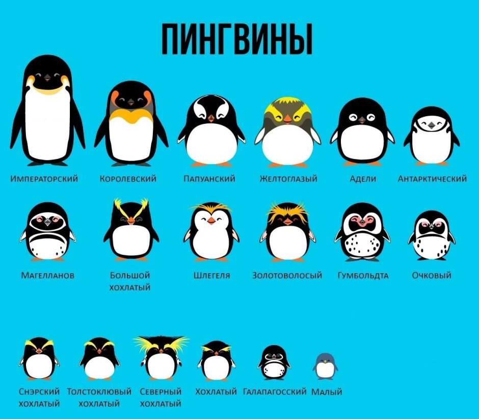 Пингвины таблица