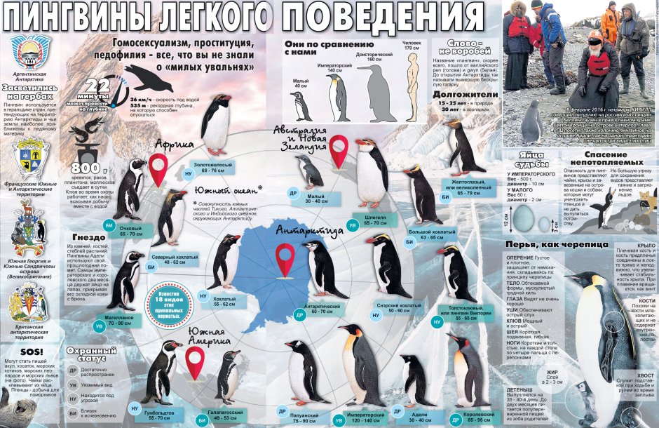 Императорский Пингвин самка