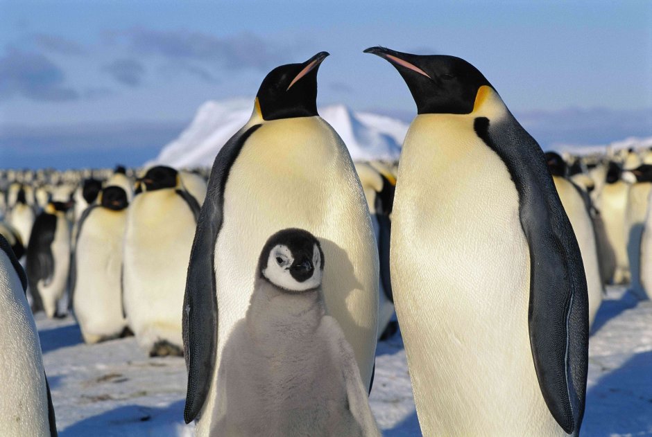 Penguins are a Group of Aquatic Birds