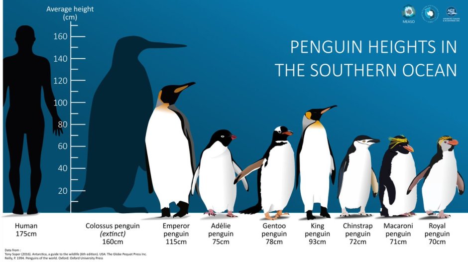 Пингвин Райнер Книзиа Penguin