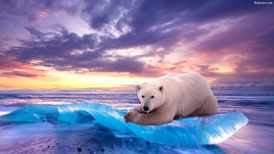 Международный день полярного медведя International Polar Bear Day