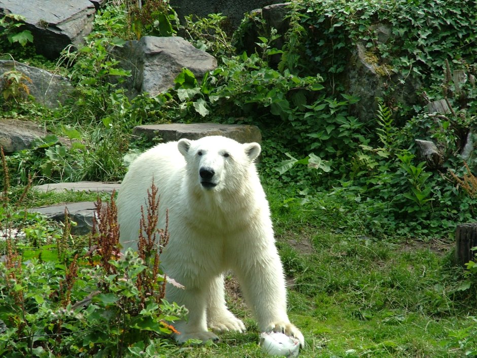 Дикая природа России National Geographic