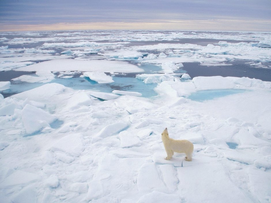Polar Bear обзор